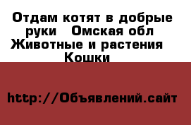 Отдам котят в добрые руки - Омская обл. Животные и растения » Кошки   